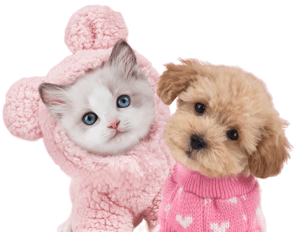 Cat and dog in pink sweaters