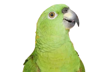Ave