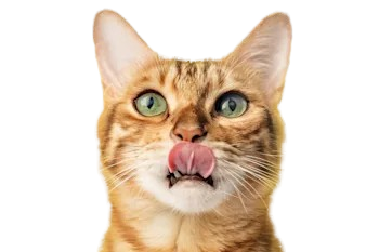 Gato