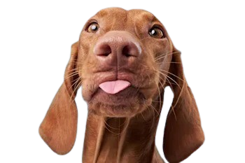 Perro