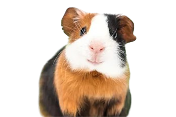 Pequeñas mascotas